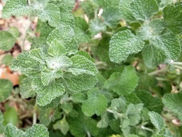 White Horehound 