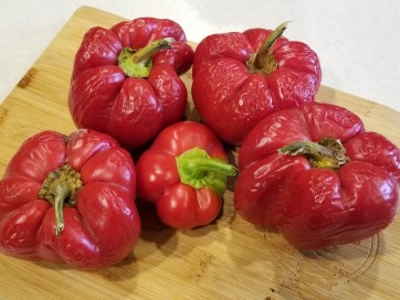 Sweet Pepper 'Pritamin Paprika' 