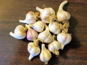 Certified Organic Purple Italian Culinary Garlic Harvested on our Farm - 4 oz. Bag