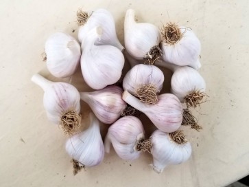 Certified Organic Polish Hardneck Culinary Garlic Harvested on our Farm - 4 oz. Bag