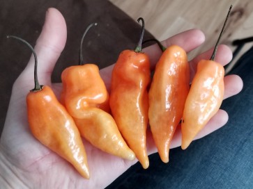 Sweet Pepper 'Habanada' Seeds (Certified Organic)