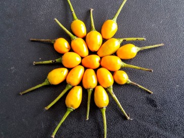 Hot Pepper ‘Yellow Pequin’ 