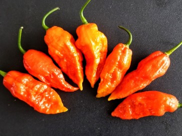 Hot Pepper ‘Bhut Jolokia' AKA 'Ghost Pepper’ 