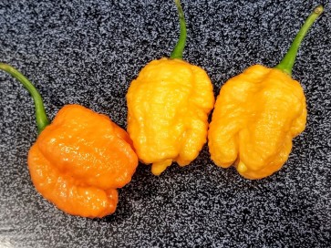Hot Pepper ‘Peach Carolina Reaper'