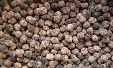 Certified Organic Black Walnuts In-Shell Harvested on our Farm - 1 lb. Bag