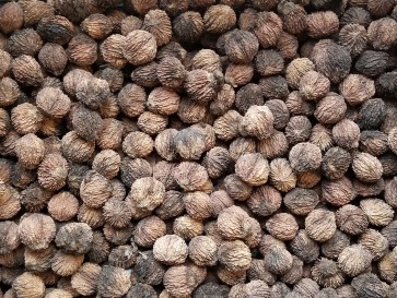 Black Walnuts In-Shell Harvested on our Farm ( Certified Organic )
