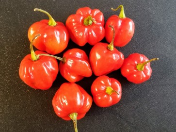 Pepper HOT 'Red Scotch Bonnet Habanero' Plant (4" Pot, single)