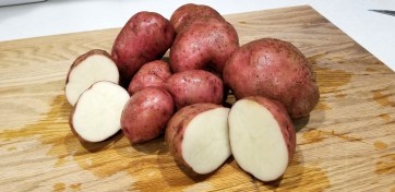 Certified Organic Red Pontiac Seed Potatoes - 2020 Spring - Harvested on our Farm