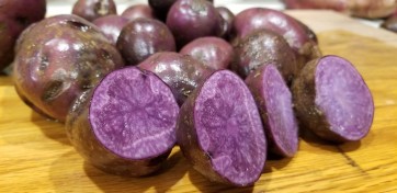 Certified Organic Adirondack Blue Seed Potatoes - 2020 Spring - Harvested on our Farm