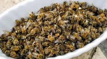 Natural Dried Dead Body Honey Bees (Podmore) from our Hives - 10-50 grams - Apis mellifera