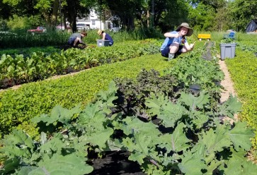 Kale 'Red Russian' Seeds (Certified Organic)