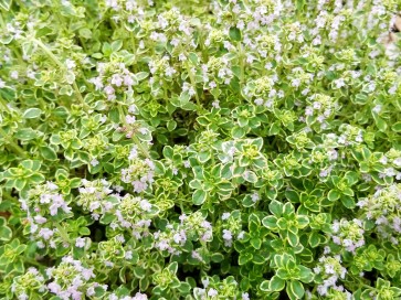 Thyme 'Golden Lemon Variegated' Seeds (Certified Organic)