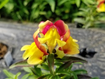 Snapdragon 'Rembrandt' Seeds (Certified Organic)