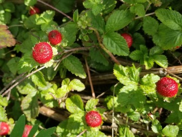 Indian Strawberry AKA Mock Strawberry Seeds (Certified Organic)