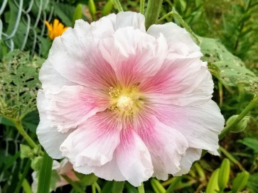 Hollyhock 'Pastel Pink' Seeds (Certified Organic)