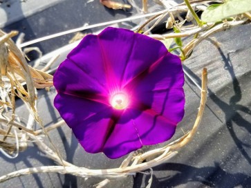 Morning Glory 'Kniola's Black Knight' Seeds (Certified Organic)