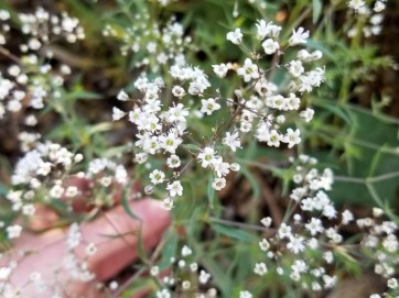 Hardy Baby's Breath Seeds (Certified Organic)