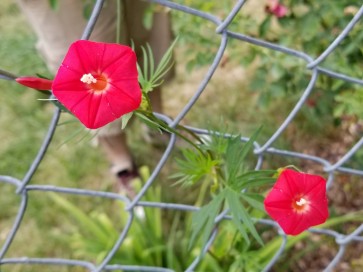 Red Cardinal Climber Morning Glory 