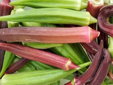 Okra ‘Bowling Red’ 