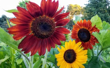 Sunflower 'Indian Blanket' Seeds (Certified Organic)