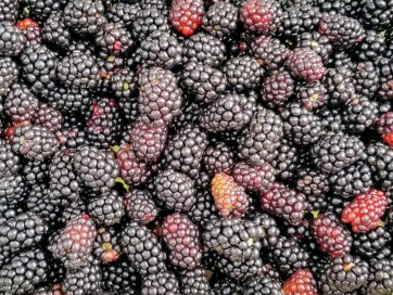 Wild Blackberry Seeds (Certified Organic)