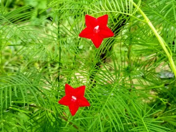 Morning Glory Cypress Vine, Red