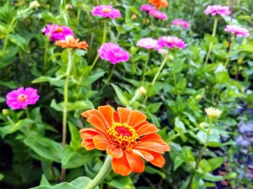 Zinnia 'Fruit Smoothie Mix' Seeds (Certified Organic)