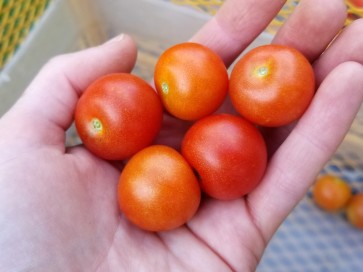 Tomato 'Idyll' 