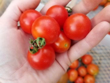 Tomato 'Scarlet Gem' 