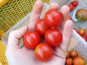 Tomato 'Supersweet 100 F2' Seeds (Certified Organic)