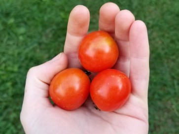 Tomato 'Tumbling Tom Red F2'