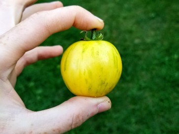 Tomato 'Topaz' AKA 'Huan U'