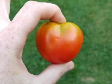 Tomato 'Stupice'