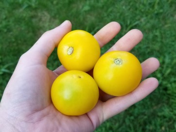 Tomato 'Large Yellow Cherry' 