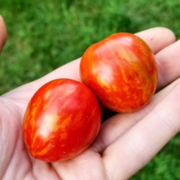 Tomato 'Red Sprinkles' 