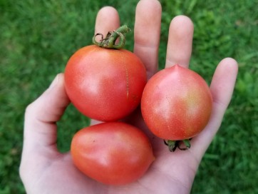 Tomato 'Jolly F2'