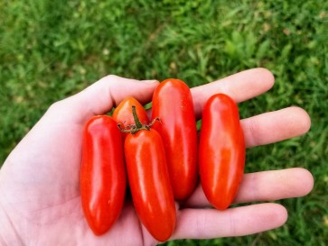 Tomato 'Juliet F2' 