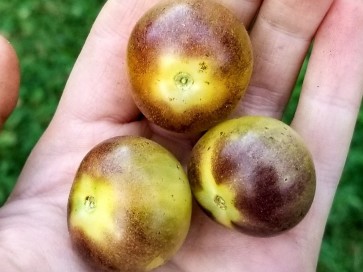 Tomato 'Blue Cream Berries' 