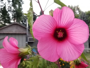 Hot Pink Rose Mallow Hibiscus Seeds (Certified Organic)