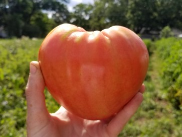 Tomato 'Orlinyi Klyuv' AKA 'Eagle’s Beak' 