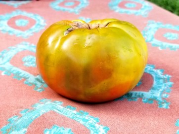 Tomato 'Captain Lucky' 