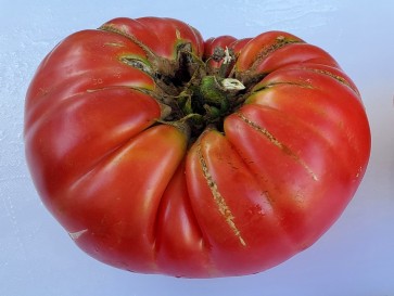 Tomato 'Olive Hill'