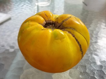 Tomato 'Pilcer Vesy'
