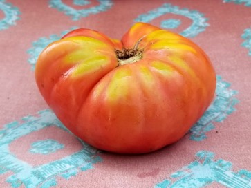 Tomato 'Sandul Moldovan'