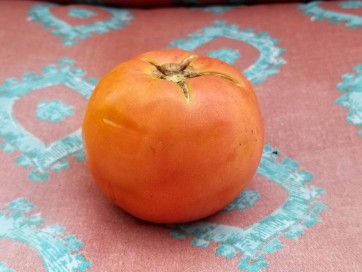 Tomato 'Razzleberry F2'