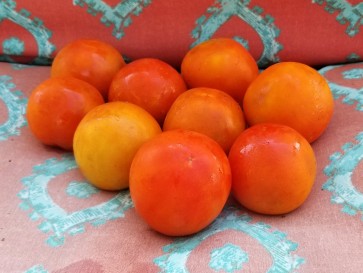 Tomato 'Sweet n' Bright'