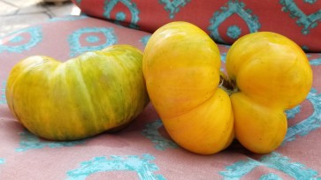 Tomato 'Big Orange Stripe' 