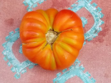 Tomato 'El Nano'