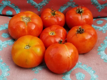 Tomato 'Abraham Lincoln'