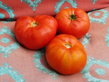 Tomato 'Chalk's Early Jewel' 